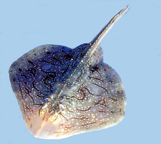 Raja undulata0054